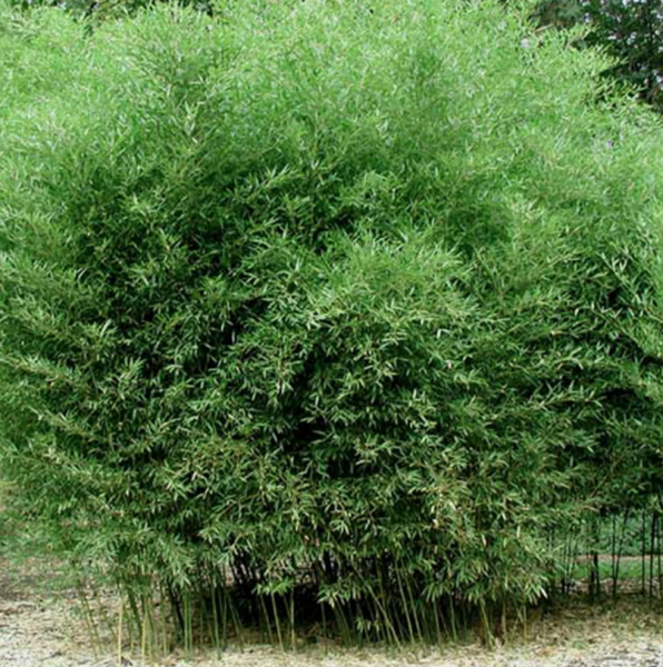 BESKYDSKÝ BAMBUS - Phyllostachys Bissetii (2)