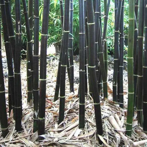 BESKYDSKÝ BAMBUS Černý - Phyllostachys Nigra (4)