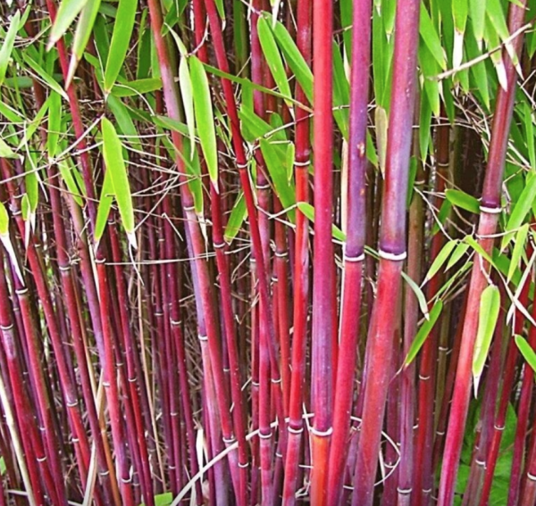 VALAŠSKÝ BAMBUS Červený - Fargesia Wonder (3)