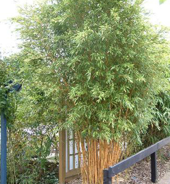 BESKYDSKÝ BAMBUS - Phyllostachys aureosulcata 'Spectabilis' Květináč (3)