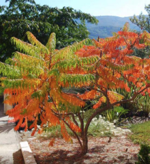 RHUS TYPHINA - Nezničitelná palma (1)