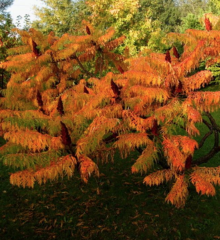 RHUS TYPHINA - Nezničitelná palma (2)
