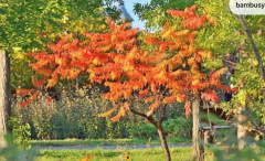 RHUS TYPHINA - Nezničitelná palma (4)