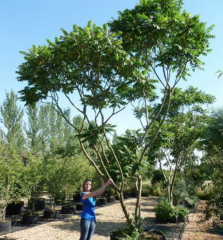 RHUS TYPHINA - Nezničitelná palma (5)