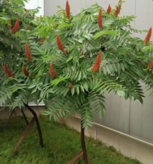 RHUS TYPHINA - Nezničitelná palma (6)