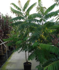 RHUS TYPHINA - Nezničitelná palma (7)