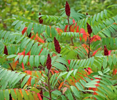 RHUS TYPHINA - Nezničitelná palma (8)