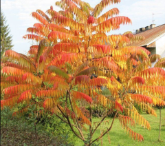 RHUS TYPHINA - Nezničitelná palma (9)