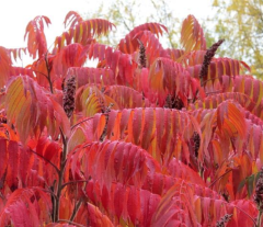 RHUS TYPHINA - Nezničitelná palma (10)