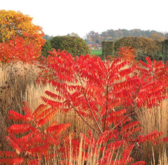 RHUS TYPHINA - Nezničitelná palma (11)