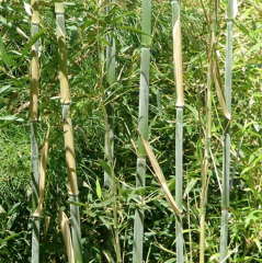 BESKYDSKÝ BAMBUS - Phyllostachys Bissetii (1)