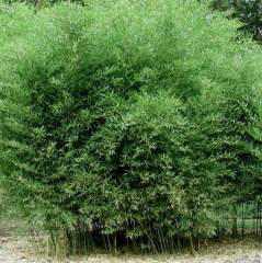 BESKYDSKÝ BAMBUS - Phyllostachys Bissetii (2)