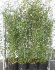 BESKYDSKÝ BAMBUS - Phyllostachys Bissetii (3)
