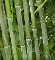 BESKYDSKÝ BAMBUS - Phyllostachys Bissetii (4)