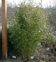 BESKYDSKÝ BAMBUS - Phyllostachys Bissetii (5)
