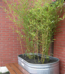 BESKYDSKÝ BAMBUS - Phyllostachys Bissetii (6)