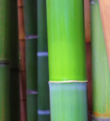 BESKYDSKÝ BAMBUS - Phyllostachys Bissetii (7)