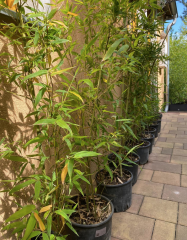 Naše sazenice - reálné foto  - Phyllostachys Bissetii (8)