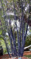 BESKYDSKÝ BAMBUS Černý - Phyllostachys Nigra (1)