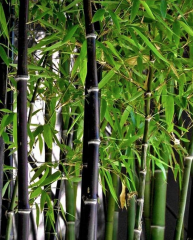 BESKYDSKÝ BAMBUS Černý - Phyllostachys Nigra (2)