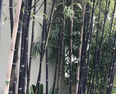 BESKYDSKÝ BAMBUS Černý - Phyllostachys Nigra (3)