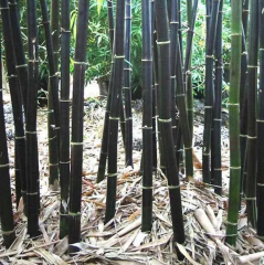 BESKYDSKÝ BAMBUS Černý - Phyllostachys Nigra - sazenice 35 - 45 cm