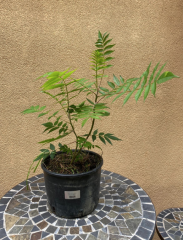 RHUS TYPHINA - Reálné foto naší sazenice(12)