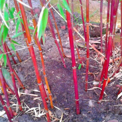 VALAŠSKÝ BAMBUS Červený - Fargesia Wonder (2)