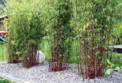 VALAŠSKÝ BAMBUS Červený - Fargesia Jiu Wonder (9)