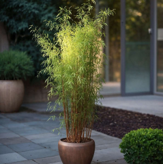 VALAŠSKÝ BAMBUS Červený - Fargesia Wonder (9)