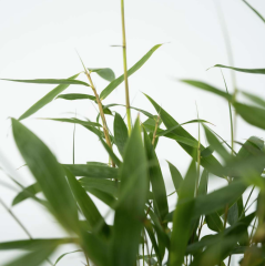 VALAŠSKÝ BAMBUS Červený - Fargesia Jiu Wonder - 55 až 65 cm sazenice v květináči