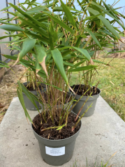 VALAŠSKÝ BAMBUS Červený - Fargesia Jiu Wonder - 55 až 65 cm sazenice v květináči