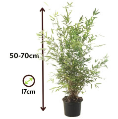 VALAŠSKÝ BAMBUS Červený - Fargesia Jiu Wonder - 55 až 65 cm sazenice v květináči