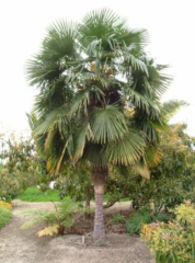 Malá zimuvzdorná palma nejodolnější Trachycarpus fortunei - sazenice 50 až 60 cm v květináči, neopadavá