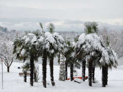 Malá zimuvzdorná palma nejodolnější Trachycarpus fortunei - sazenice 50 až 60 cm v květináči, neopadavá