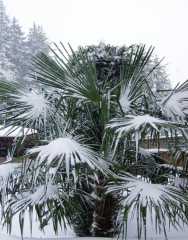 Malá zimuvzdorná palma nejodolnější Trachycarpus fortunei - sazenice 50 až 60 cm v květináči, neopadavá