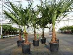 Malá zimuvzdorná palma nejodolnější Trachycarpus fortunei - sazenice 50 až 60 cm v květináči, neopadavá