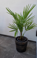 Zimuvzdorná palma nejodolnější Trachycarpus fortunei (10)