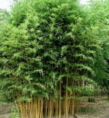 BESKYDSKÝ BAMBUS - Phyllostachys aureosulcata 'Spectabilis' Květináč (1)