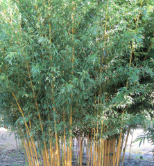 BESKYDSKÝ BAMBUS - Phyllostachys aureosulcata 'Spectabilis' Květináč (2)