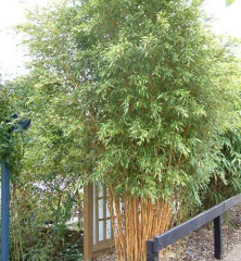 BESKYDSKÝ BAMBUS - Phyllostachys aureosulcata 'Spectabilis' Květináč (3)