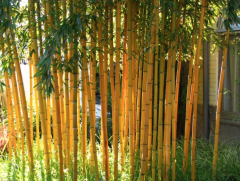 BESKYDSKÝ BAMBUS - Phyllostachys aureosulcata 'Spectabilis' Květináč (4)