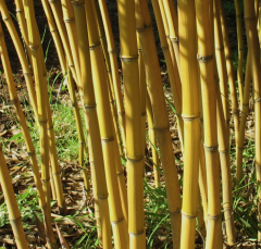 BESKYDSKÝ BAMBUS - Phyllostachys aureosulcata 'Spectabilis' Květináč (5)