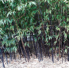 BESKYDSKÝ BAMBUS Černý - Phyllostachys Nigra (5)