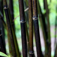 BESKYDSKÝ BAMBUS Černý - Phyllostachys Nigra (6)