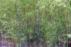 BESKYDSKÝ BAMBUS Černý - Phyllostachys Nigra (7)