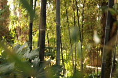 BESKYDSKÝ BAMBUS Černý - Phyllostachys Nigra (8)