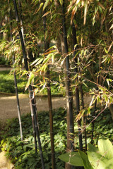 BESKYDSKÝ BAMBUS Černý - Phyllostachys Nigra (9)