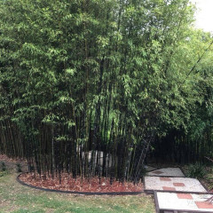 BESKYDSKÝ BAMBUS Černý - Phyllostachys Nigra (10)