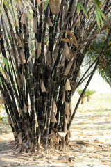 BESKYDSKÝ BAMBUS Černý - Phyllostachys Nigra (11)